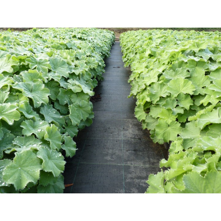Alchemilla / Frauenmantel