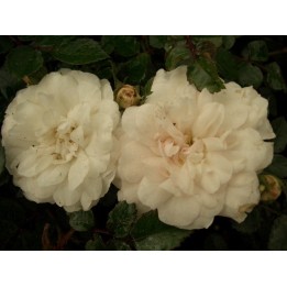 Bodendeckerrose 'Sea Foam'