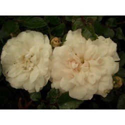 Bodendeckerrose 'Sea Foam'