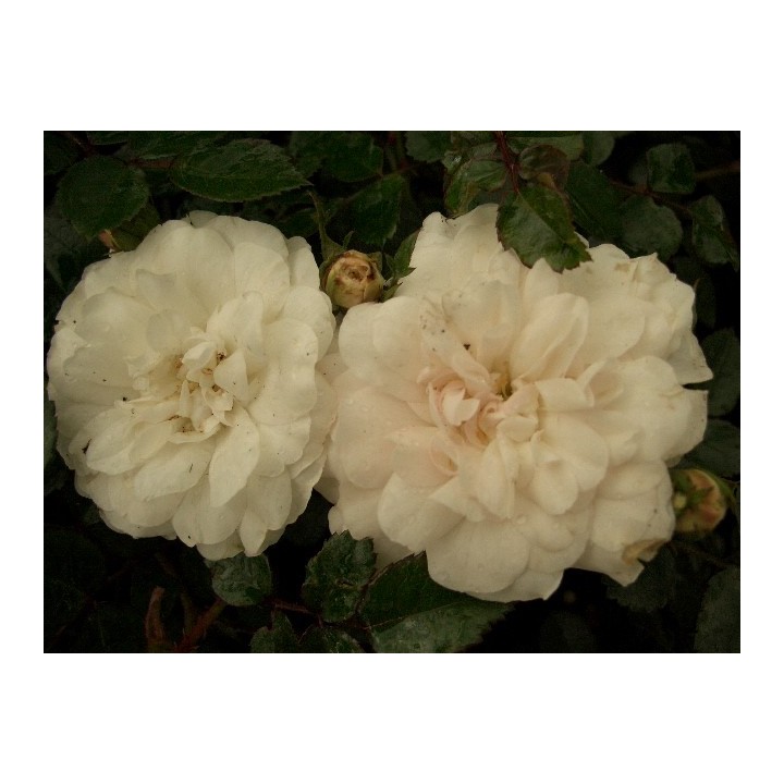 Bodendeckerrose 'Sea Foam'