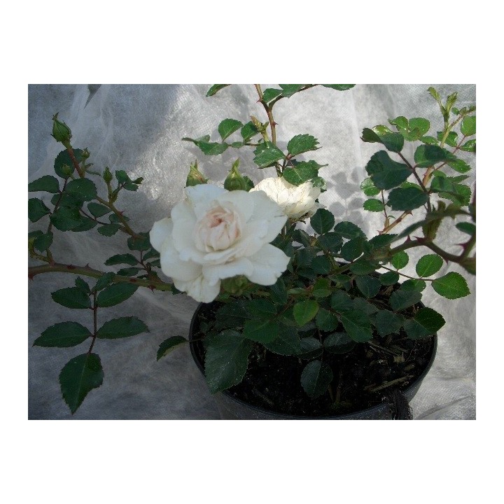 Bodendeckerrose 'Sea Foam'