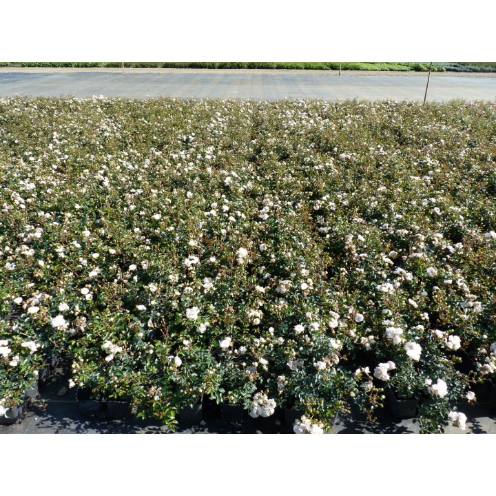 Bodendeckerrose 'Sea Foam'