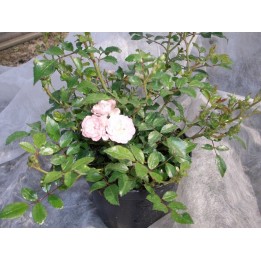 Bodendeckerrose 'The fairy'