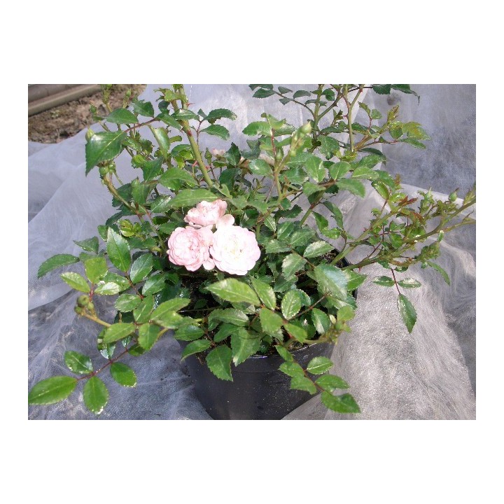 Bodendeckerrose 'The fairy'