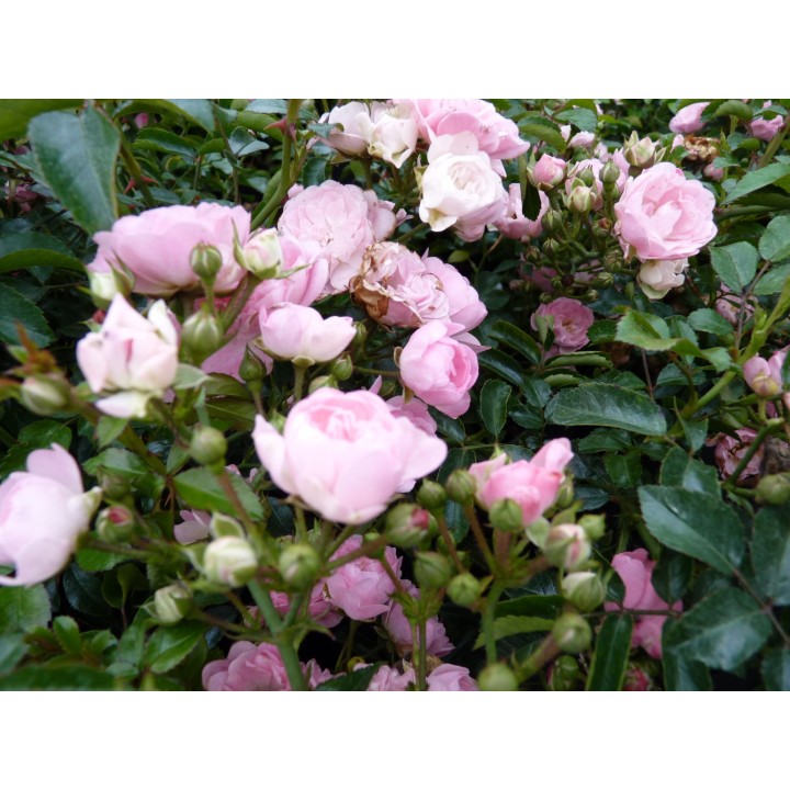 Bodendeckerrose 'The fairy'