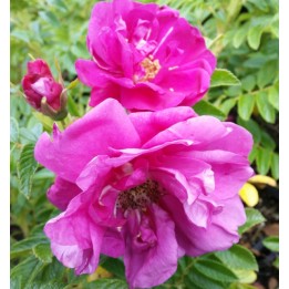 Bodendeckerrose 'Rotes Meer'