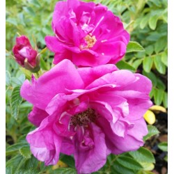 Strauchrose 'Rotes Meer'