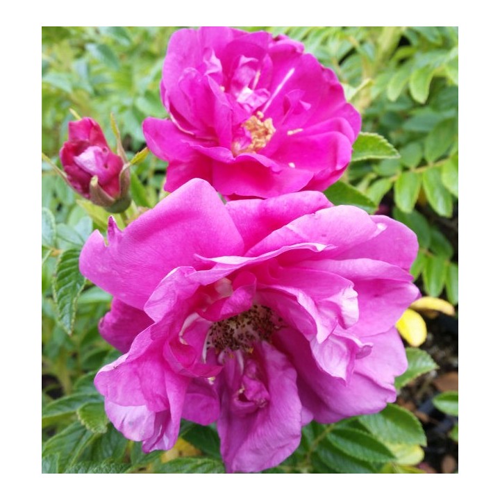 Bodendeckerrose 'Rotes Meer'