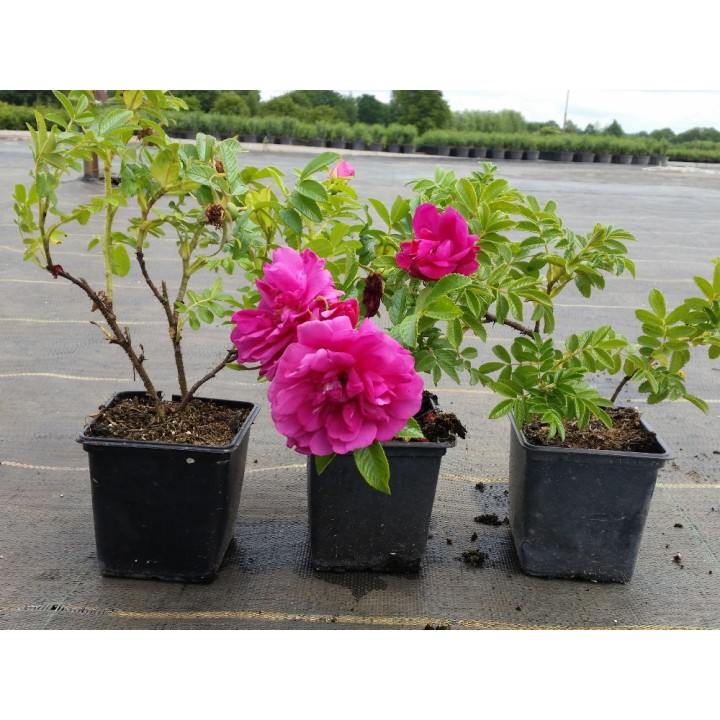 Bodendeckerrose 'Rotes Meer'