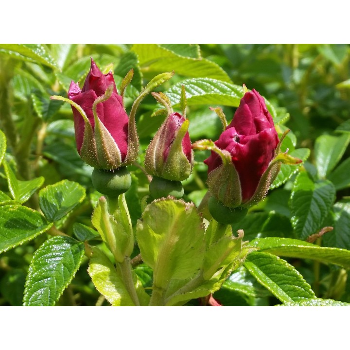 Bodendeckerrose 'Rotes Meer'
