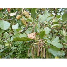 Alnus glutinosa - Schwarzerle