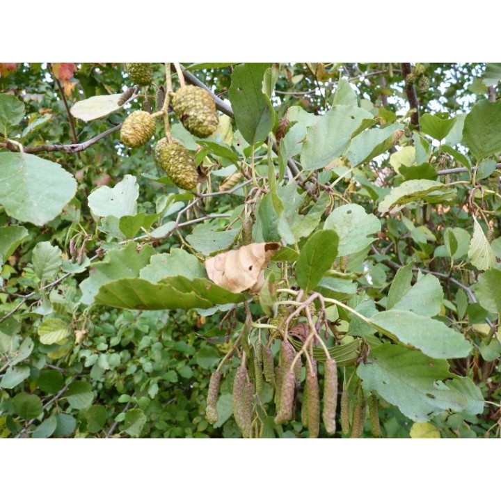 Alnus glutinosa - Schwarzerle
