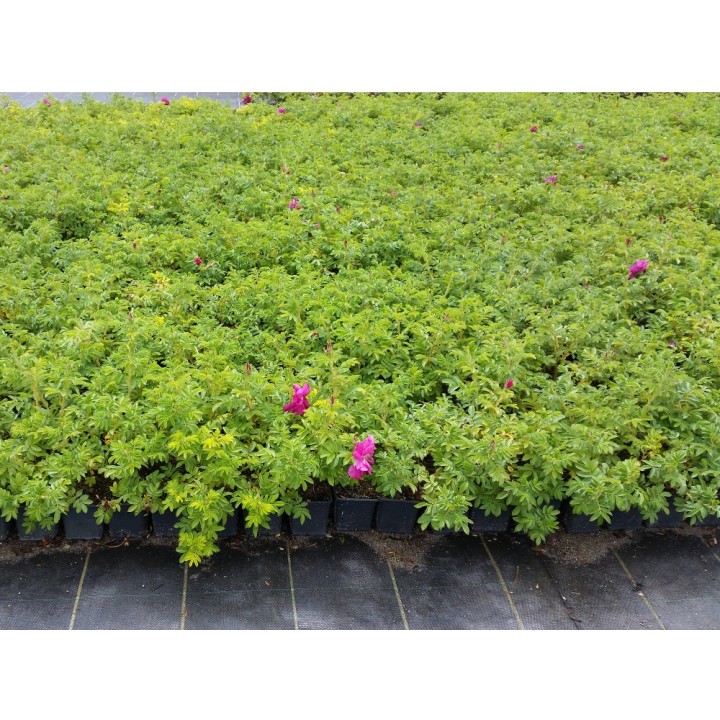 Bodendeckerrose 'Rotes Meer'