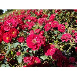 Bodendeckerrose 'The fairy red'