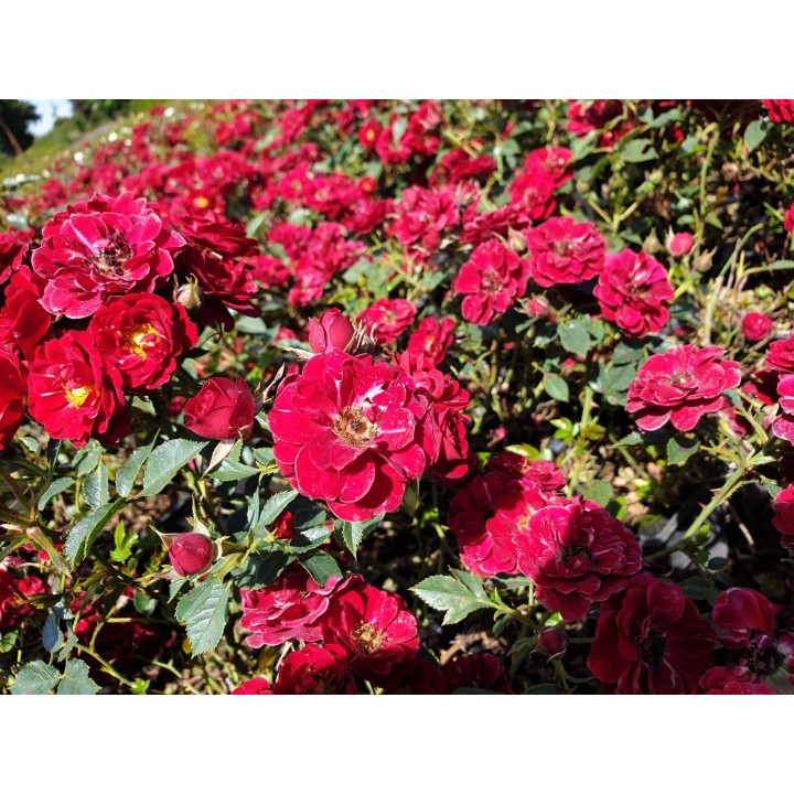 Bodendeckerrose 'The fairy red'