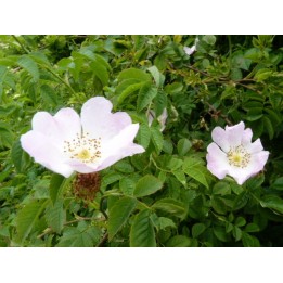 Rosa Canina - Hundsrose
