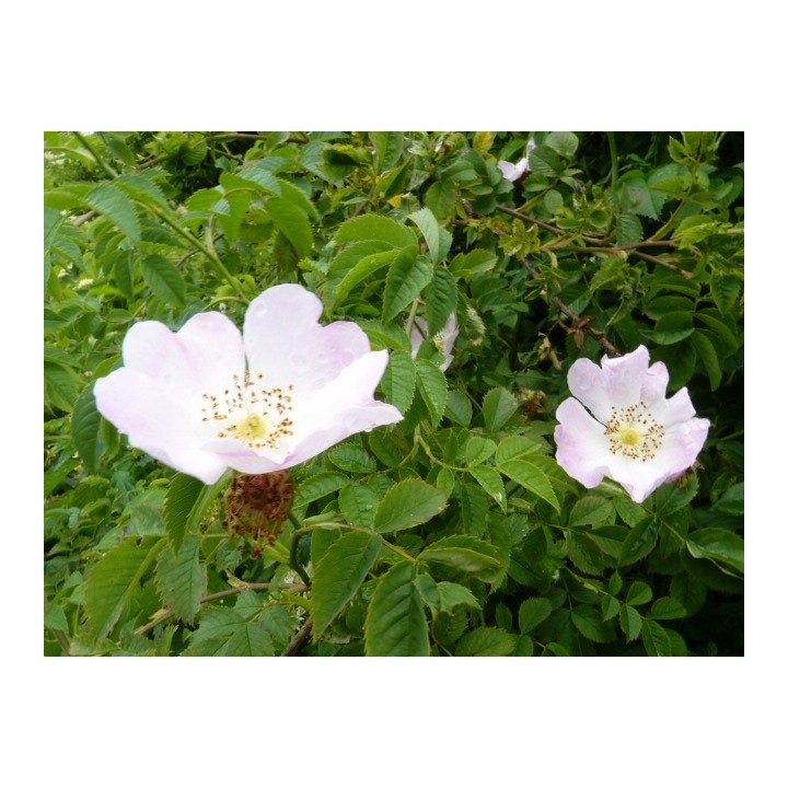 Rosa Canina - Hundsrose