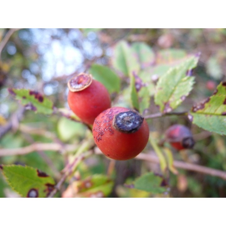 Rosa Canina - Hundsrose