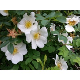 Rosa Pimpinellifolia - Bibernellrose