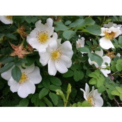 Bibernellrose