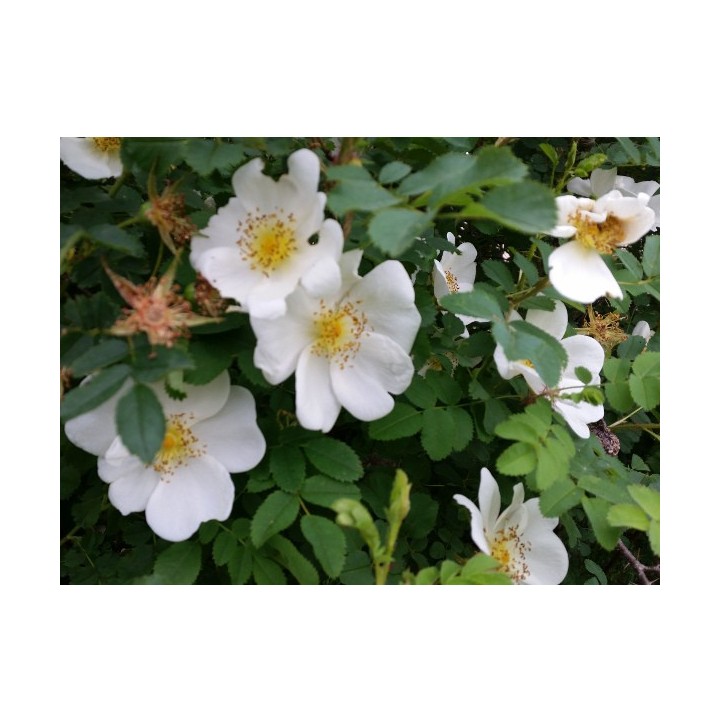 Rosa Pimpinellifolia - Bibernellrose