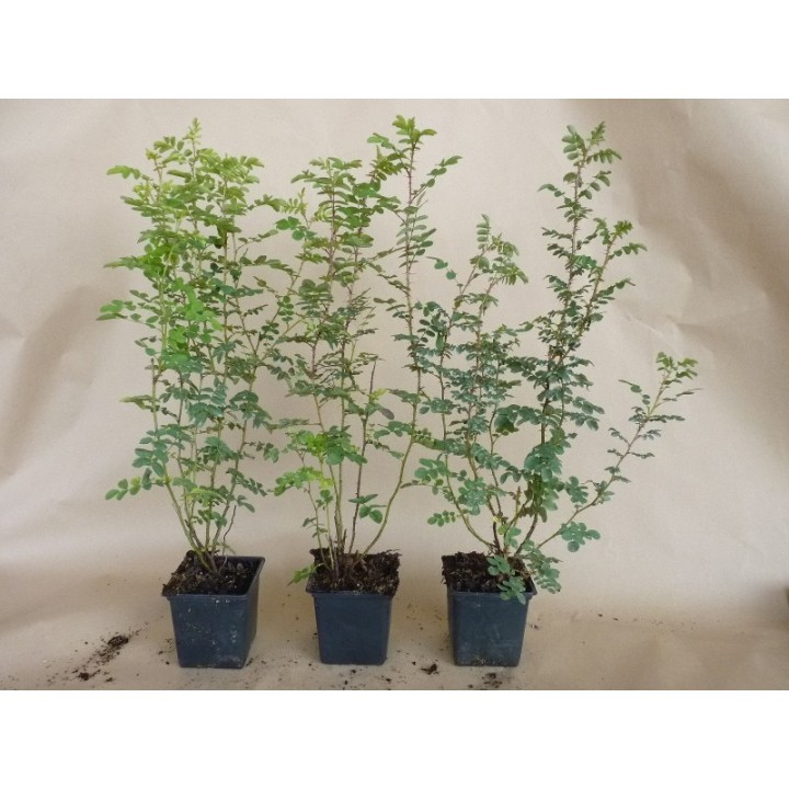 Rosa Pimpinellifolia - Bibernellrose