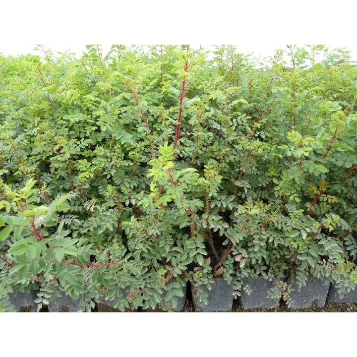 Rosa Pimpinellifolia - Bibernellrose