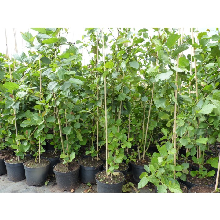 Alnus glutinosa - Schwarzerle