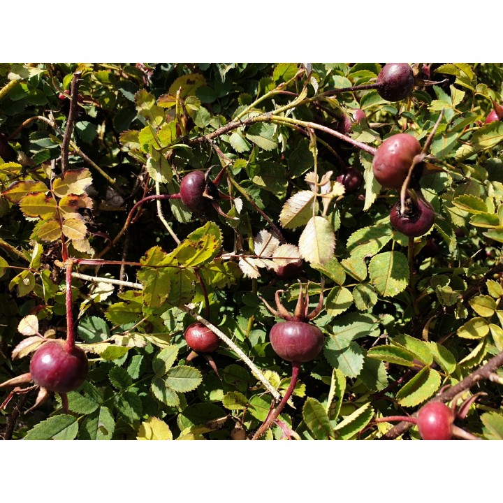 Rosa Pimpinellifolia - Bibernellrose