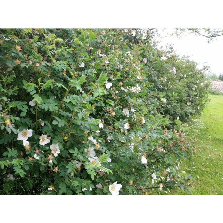 Rosa Pimpinellifolia - Bibernellrose