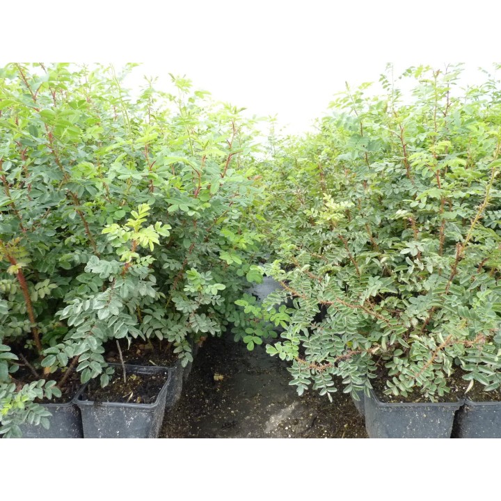 Rosa Pimpinellifolia - Bibernellrose