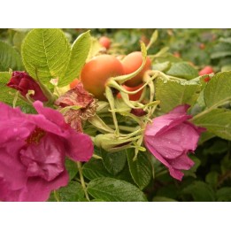 Rosa Rugosa - Heckenrose