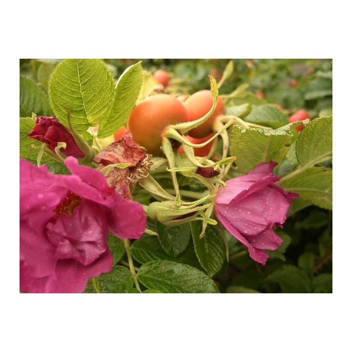 Rosa Rugosa - Heckenrose