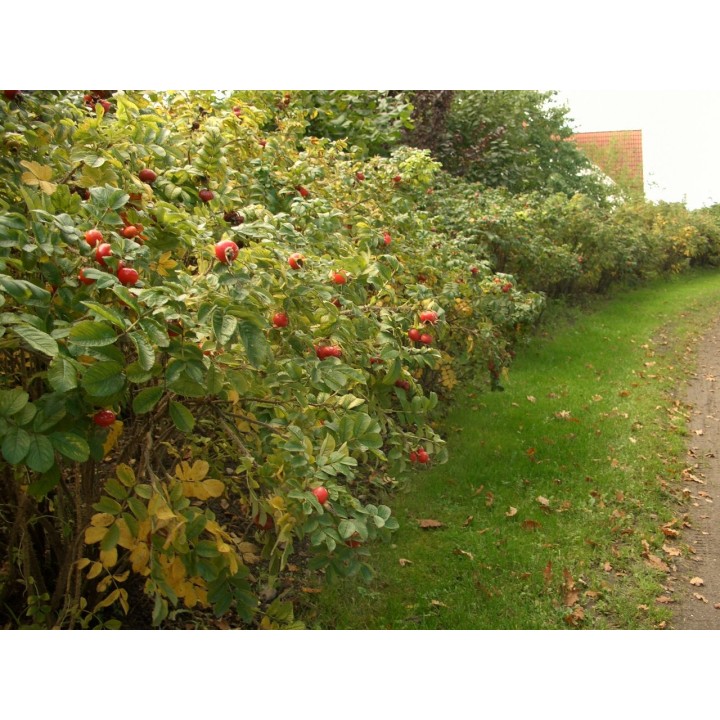 Rosa Rugosa - Heckenrose