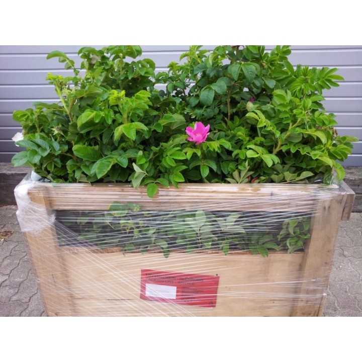 Rosa Rugosa - Heckenrose