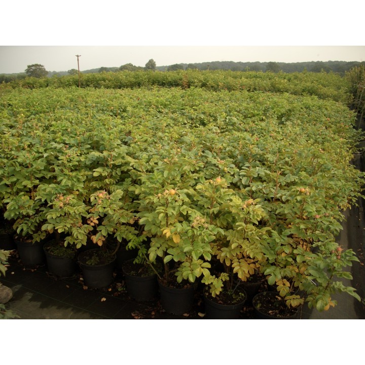 Rosa Rugosa - Heckenrose