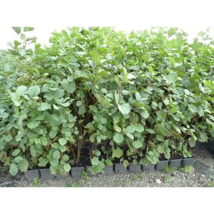 Alnus glutinosa - Schwarzerle