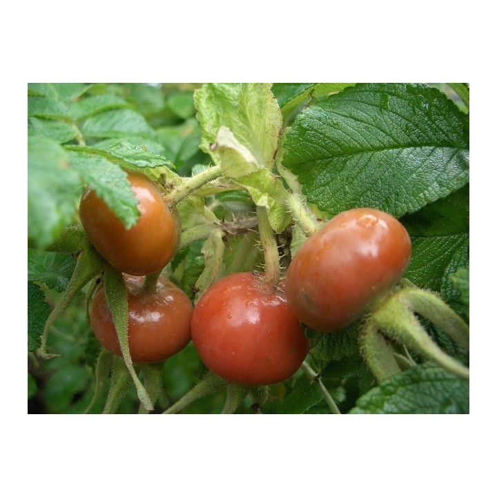 Rosa Rugosa - Heckenrose
