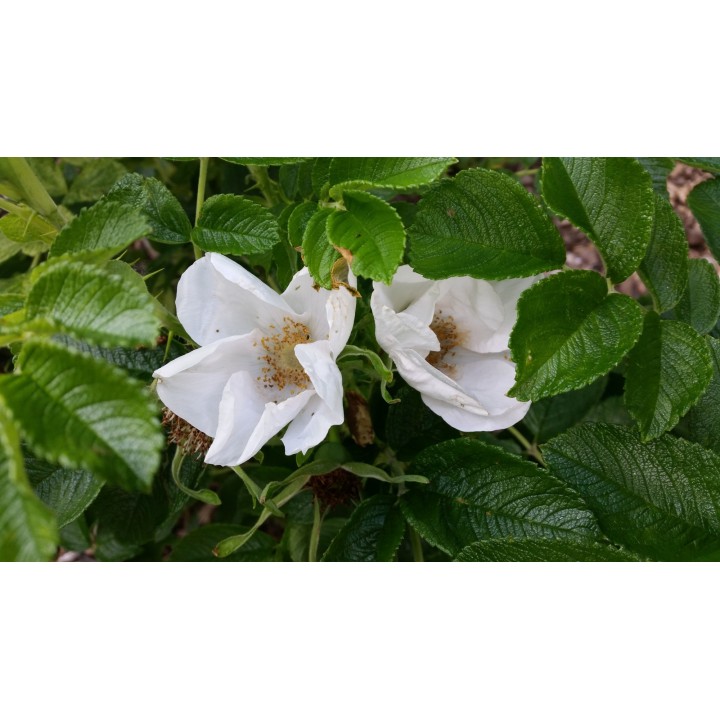 Rosa Rugosa - Heckenrose