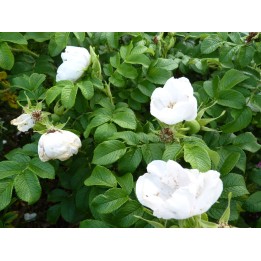 Rosa Rugosa Alba - Weiße Heckenrose