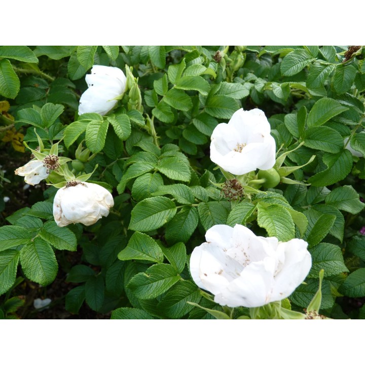 Rosa Rugosa Alba - Weiße Heckenrose