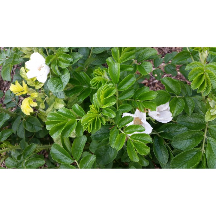 Rosa Rugosa Alba - Weiße Heckenrose
