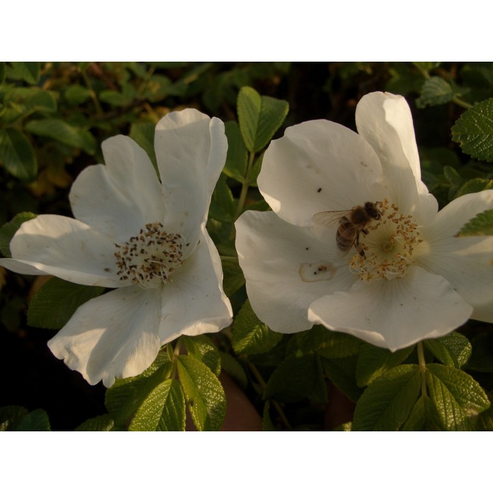 Rosa Rugosa Alba - Weiße Heckenrose