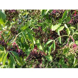 Sambucus Nigra - Fliederbeere/Holunder