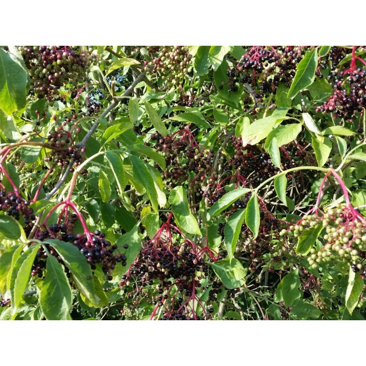 Sambucus Nigra - Fliederbeere/Holunder