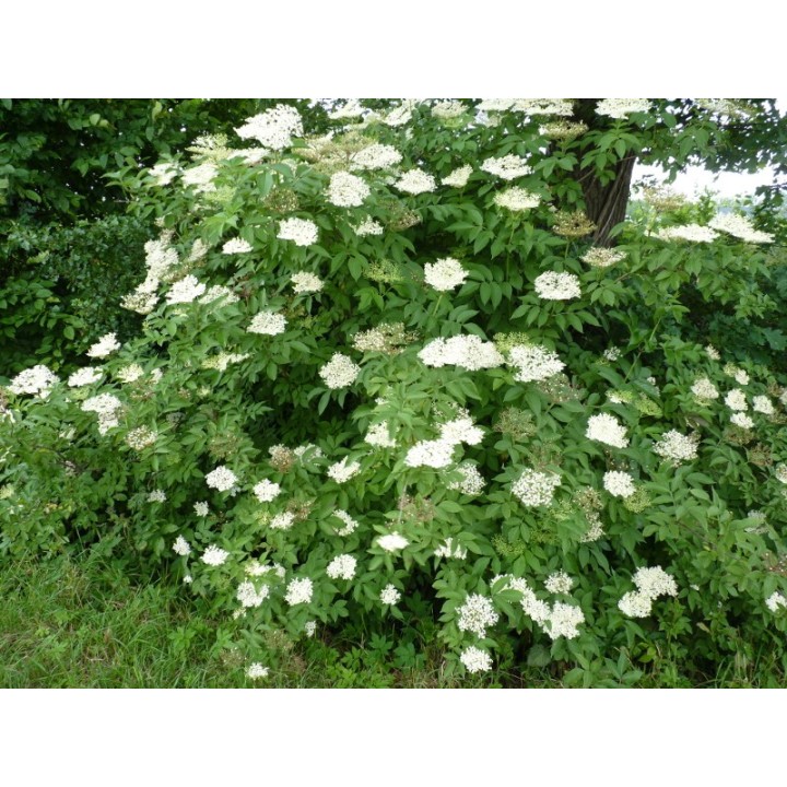 Sambucus Nigra - Fliederbeere/Holunder