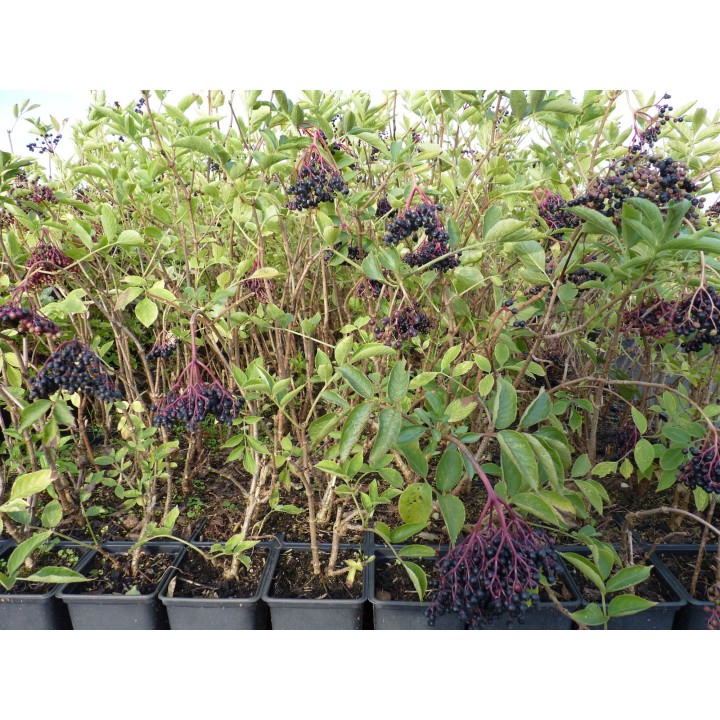 Sambucus Nigra - Fliederbeere/Holunder