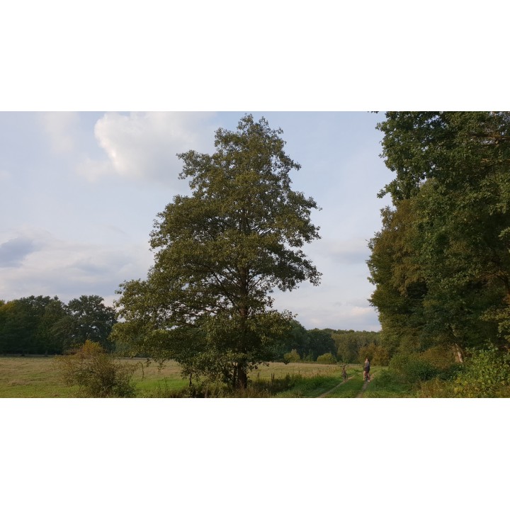 Alnus glutinosa - Schwarzerle