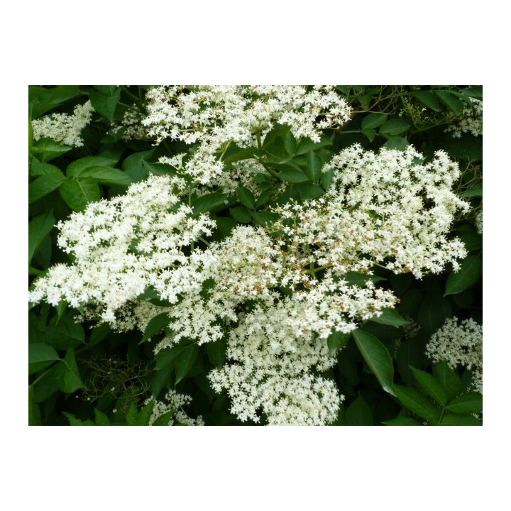Sambucus Nigra - Fliederbeere/Holunder