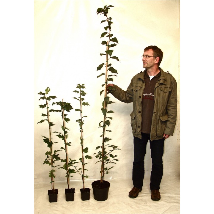 Sorbus torminalis (Elsbeere)